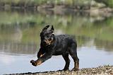 BEAUCERON - PUPPIES 212